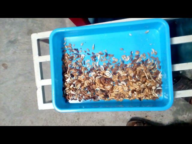 Spices Color Sorter - Spice Sorting Machine Manufacturer from Coimbatore