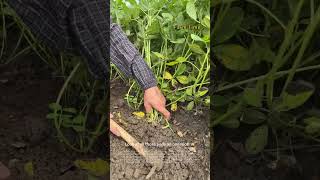 Pulling Peanut Plants to Check Pod Set 🥜🌱