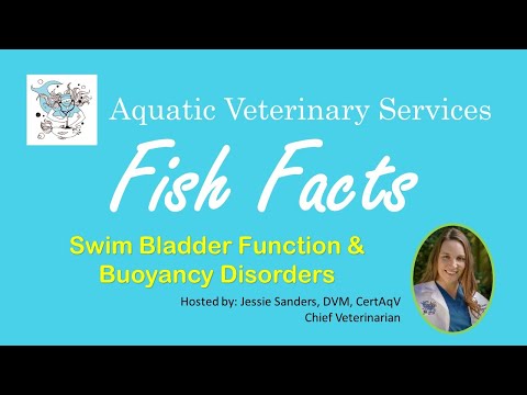 YouTube video about: Should I euthanize my fish with swim bladder?