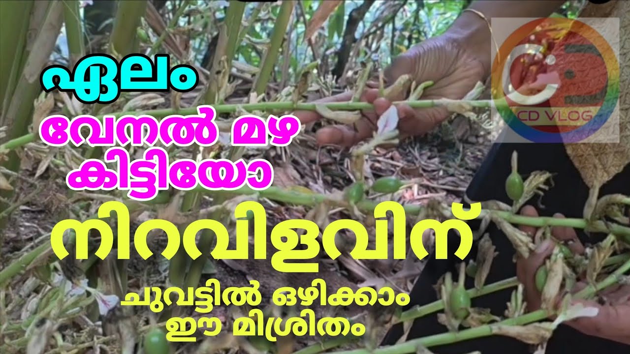 നിറവിളവ് നേടാൻ I ചെടിയുടെ ചുവട്ടിൽ ഈ മിശ്രിതം കലക്കി ഒഴിക്കാം  - cardampm price | cardamom buy