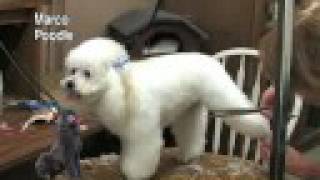 A1 Dog Grooming DVD Video Poodle Maltese Bichon Shih Tzu