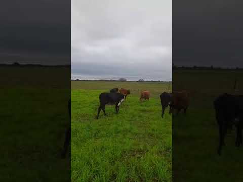 TERNEROS EN SAN LORENZO CORRIENTES