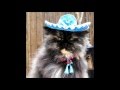 DON GATO FUNNY SONG ESPAÑOL CANCION ...