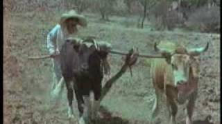 Cuando salgo a los campos