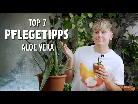 Der bittere Beigeschmack der Aloe vera 😱 Die 7 wichtigsten Pflegetipps für deine Aloe!