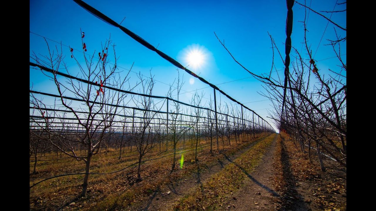 Արագածոտնում հիմնվել է մրգերի գերինտենսիվ և ինտենսիվ այգիներ