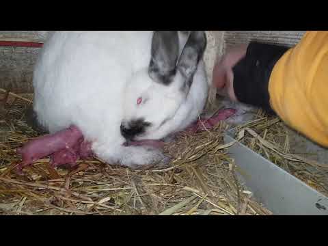 Cuiburi noi de iepuri,puiere în direct, video special 2021 un final incendiar