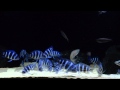 Tanganyikans eating Tropical Krill Gran 