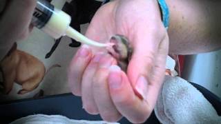 Baby dwarf hamster feeding
