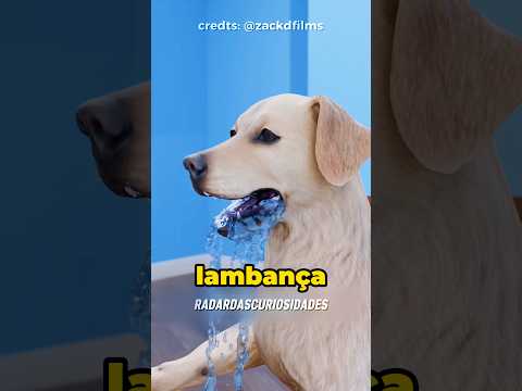 Cachorro não bebe água do jeito que você imagina