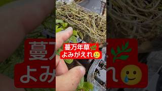 【農学修士地獄#sdgs 】#蔓万年草 の荒れたのを剪定し、#ペットボトル 植木鉢に詰め込み、再生を願う#ベランダ菜園 #食べられる草 #貧乏生活 #独身中年 。
