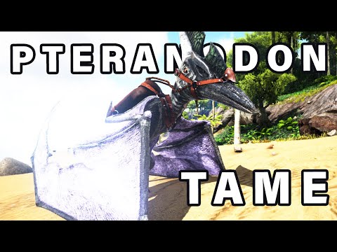 How To Tame A Pteranodon ► Ark