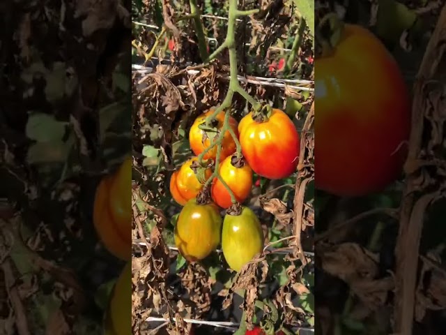 Стандарт поставки видео №1 Томат Перцевидный