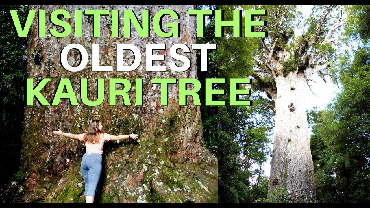 What is New Zealand’s largest most famous kauri tree called? EN Answer