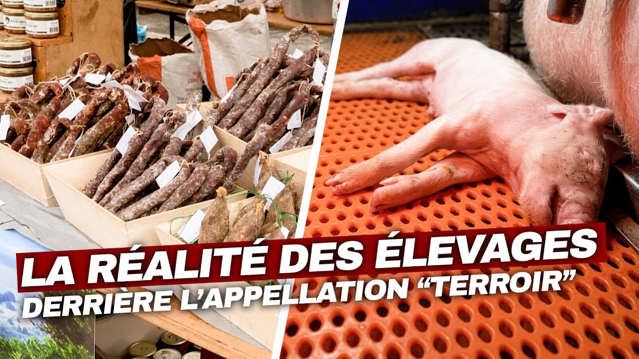 Illustration: Label Rouge : les images choc de l'élevage porcin industriel