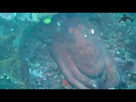 scuba diver filmed a fight between a giant moray eel and an octopus