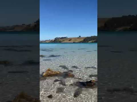 Boat Harbour Beach, TAS #shorts #tasmania #22daysintasmania