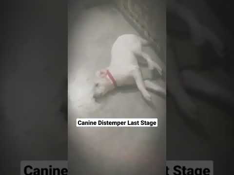 Canine Distemper Last Stage | #shorts | Symptoms Case 6