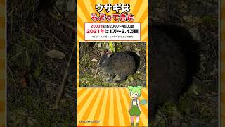 世界で2つの島にしかいないウサギがいます #shorts
