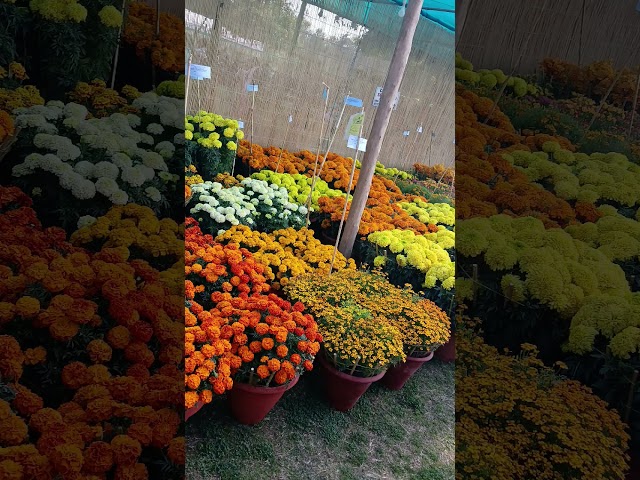 Judge.me YouTube video placeholder