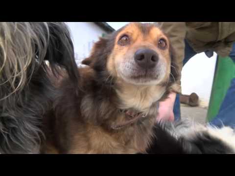 Аnglichanin vazpya balgarskoto selo Glavan