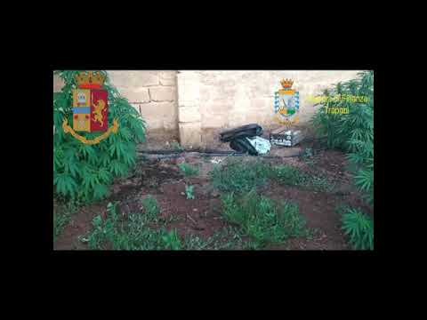 Mazara del Vallo, Polizia e Guardia di Finanza sequestrano una piantagione di 95 piante di cannabis