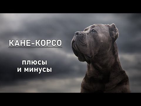 КАНЕ КОРСО. Плюсы и минусы породы итальянский мастиф CANE CORSO