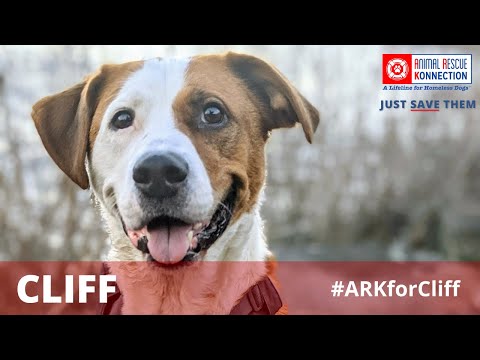 Cliff, an adopted Hound Mix in Lowell, MA_image-1