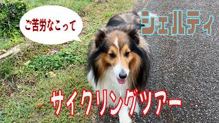 【シェルティ】サイクリングツアー【フランス田舎暮らし🇫🇷】#犬の散歩 #賢い犬 #犬のいる暮らし #シェルティ