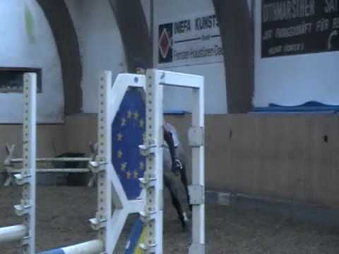 CAIPIRINJO NE 2004 CARDINO(CARTHAGO) X AHORN Z X RASPUTIN.mpg