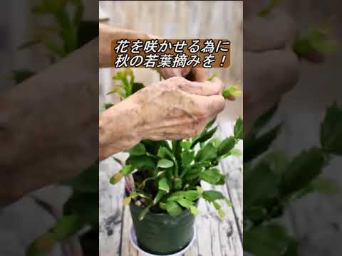 屋外のサボテン園を段階的に作るにはどうすればよいですか？そして、鍋に1つ？  庭園