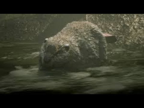 Red Dead Redemption 2 Walkthrough Part 241 "Wildlife Art Exhibition - Day 5"