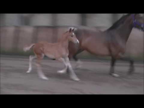 "Queen Lizzy" Quantensprung x Scolari