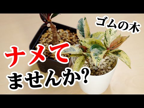 園芸 フィカス高麗人参、フィカス盆栽