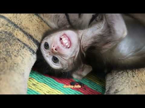 Oh my god   !! What wrong happen    Poor baby monkey Ting Ting open big mouth