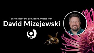 Varsity Tutors' StarCourse - The Pollination Puzzle with DAVID MIZEJEWSKI