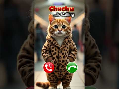 Cat Sound Calling You Tahira 😸📞 #shorts #viral #youtubeshorts