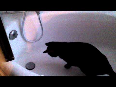 Kater Karlos vs. Der Hahn