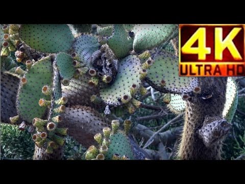 4K Jardín Canario - O baú do tesouro - Viera y Clavijo - UNESCO