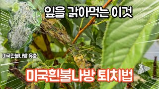 미국흰불나방 애벌레, 먹성 살벌! 효과적인 살충제 방제법 공개 ????