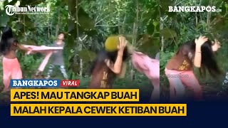 Download lagu Apes! Mau Tangkap Buah, Malah Kepala Cewek Ketiban Buah mp3