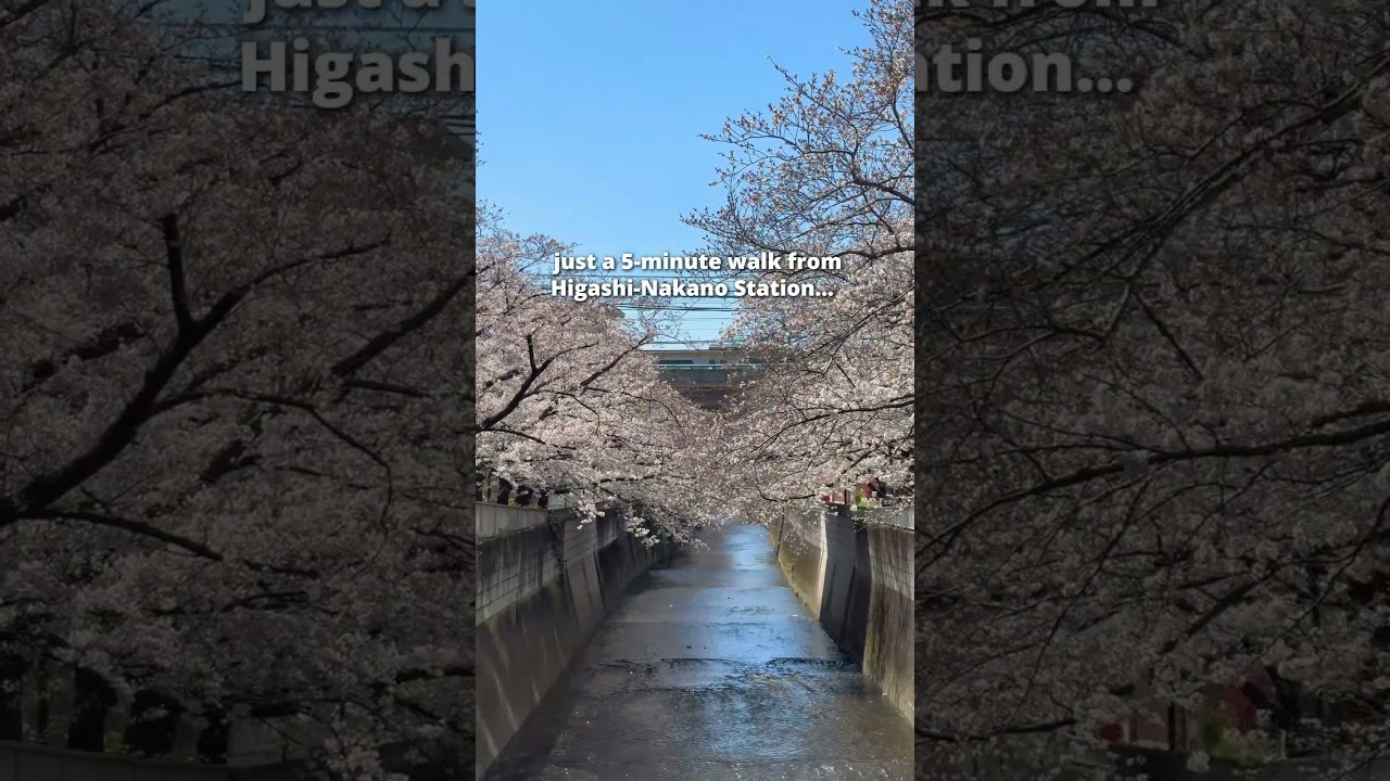 STOP going to Nakameguro to see cherry blossoms in Tokyo!