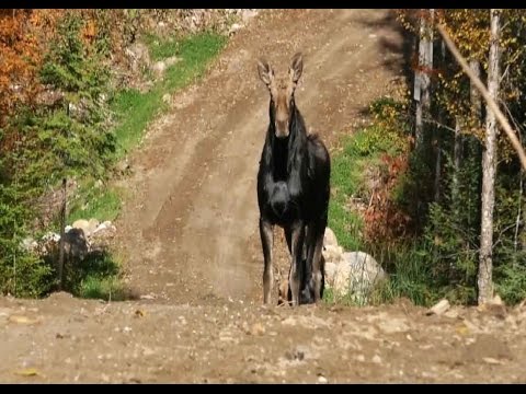 TISONAGAN - Anoki's Moon - Moose Hunt