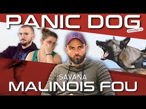 Malinois FOU - PANIC DOG Ep10