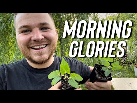 Are morning glories invasive?! 😱