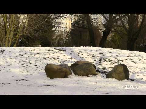 Wintertime     Der Malchower See in Hohenschönhausen OT Malchow