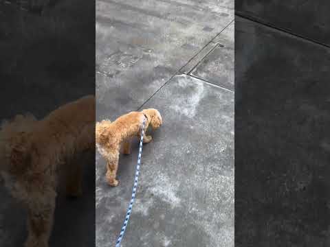経営学科 雨があがったらすぐに散歩に飛び出すトイプードル9ヶ月 #toypoodle #puppy #トイプードル