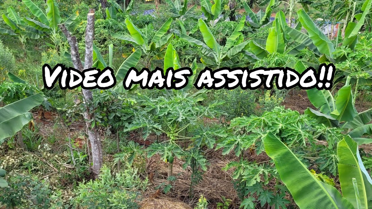 como está nossa agrofloresta de 6 meses!!