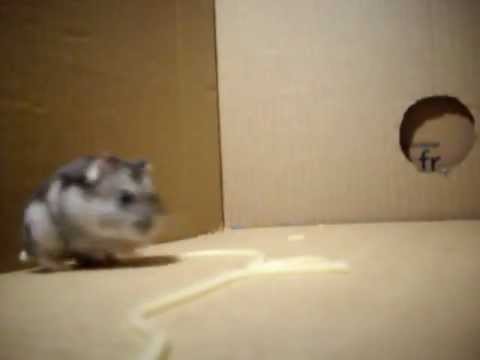 Cute hamster attacks camera