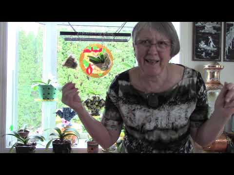 Orchid projects, some updates, and a tour